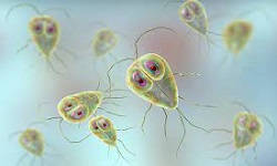 Giardia intestinalis